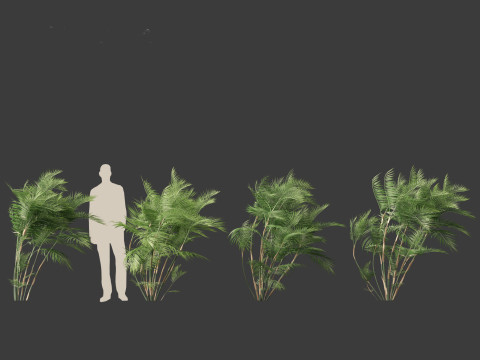 Chamaedorea seifrizii - Bamboo palm 03 Modelo 3D