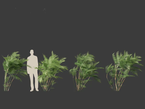 Chamaedorea seifrizii - Palmeira de bambu 03 Modelo 3D