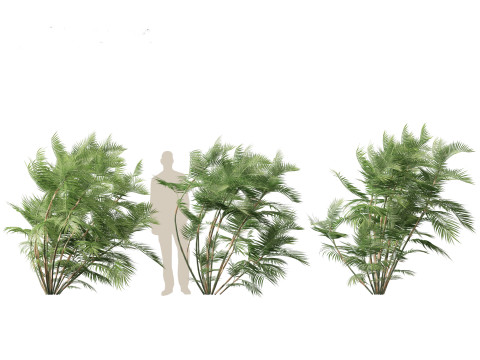 Chamaedorea seifrizii - Bamboo palm 03 Modelo 3D