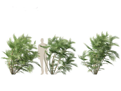 Chamaedorea seifrizii - Palmeira de bambu 03 Modelo 3D