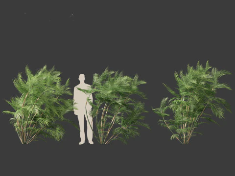 Chamaedorea seifrizii - Palmeira de bambu 03 Modelo 3D