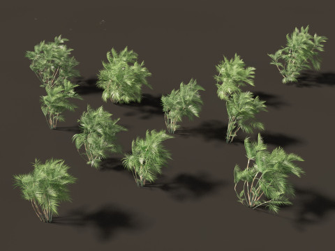 Chamaedorea seifrizii - Bamboo palm 03 Modelo 3D