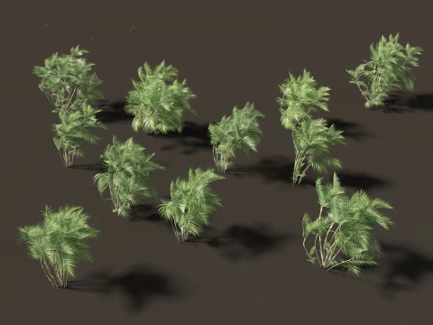 Chamaedorea seifrizii - Palmeira de bambu 03 Modelo 3D