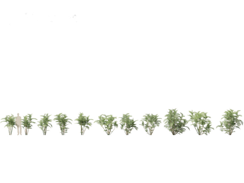 Chamaedorea seifrizii - Bamboo palm 02 3Dモデル .c4d .max .obj .3ds .fbx .stl .blend 