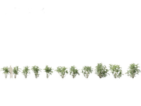 Chamaedorea seifrizii - Bamboo palm 02 3Dモデル