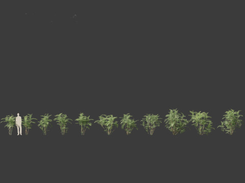 Chamaedorea seifrizii - Bamboo palm 02 3Dモデル
