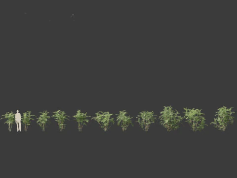 Chamaedorea seifrizii - Bamboo palm 02 3D Model