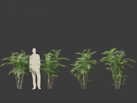 Chamaedorea seifrizii - Bamboo palm 02 3Dモデル