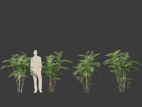 Chamaedorea seifrizii - Bamboo palm 02 3D Model