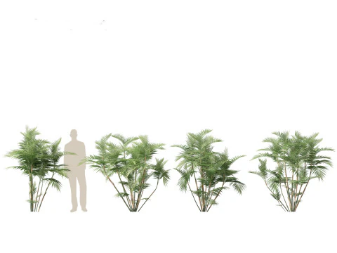 Chamaedorea seifrizii - Bamboo palm 02 3D Model