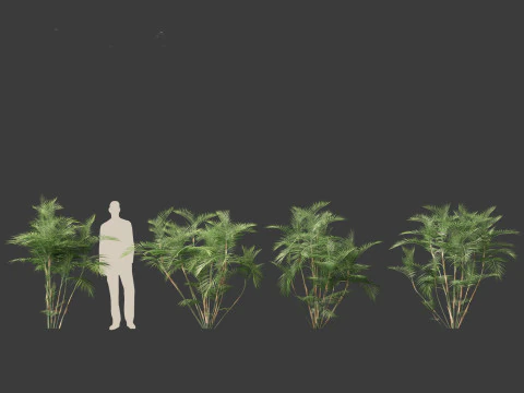 Chamaedorea seifrizii - Bamboo palm 02 3D Model