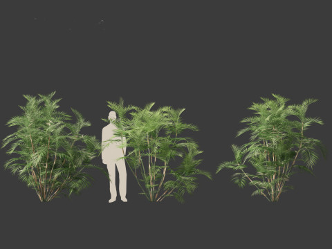 Chamaedorea seifrizii - Bamboo palm 02 3Dモデル