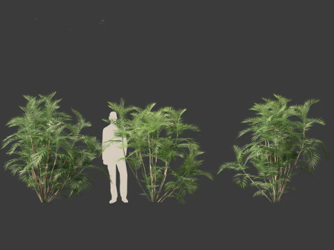 Chamaedorea seifrizii - Bamboo palm 02 3D Model