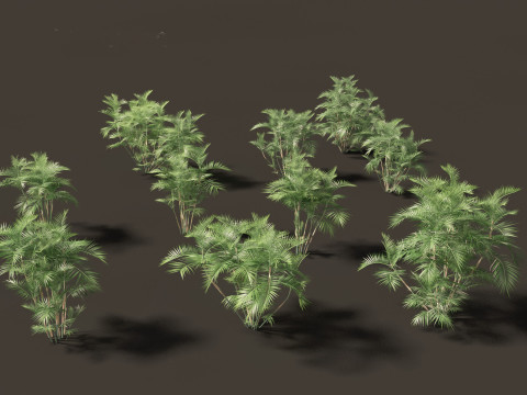 Chamaedorea seifrizii - Bamboo palm 02 3Dモデル