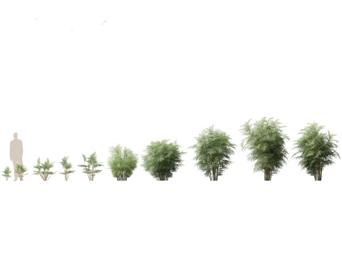 Chamaedorea seifrizii - Bamboo palm 01 3D मॉडल