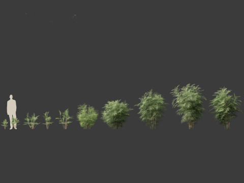 Chamaedorea seifrizii - Bamboo palm 01 3D Model