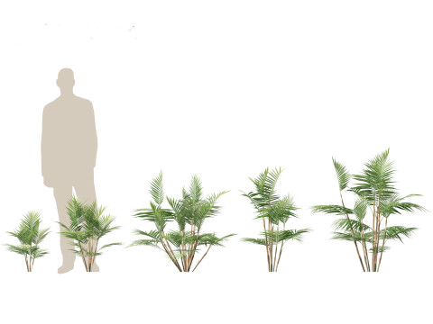 Chamaedorea seifrizii - Bamboo palm 01 3D Model