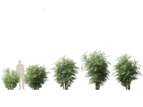 Chamaedorea seifrizii - Bamboo palm 01 3D Model