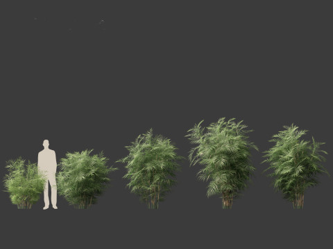 Chamaedorea seifrizii - Bamboo palm 01 3D Model