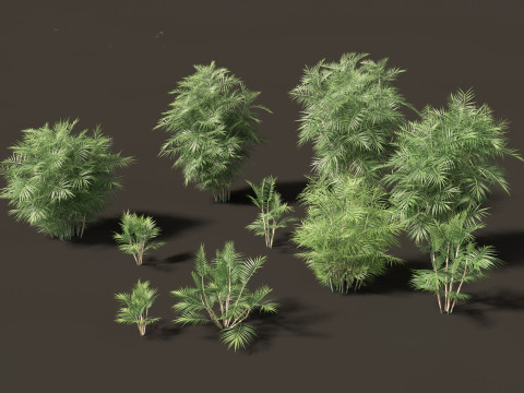 Chamaedorea seifrizii - Bamboo palm 01 3D Model