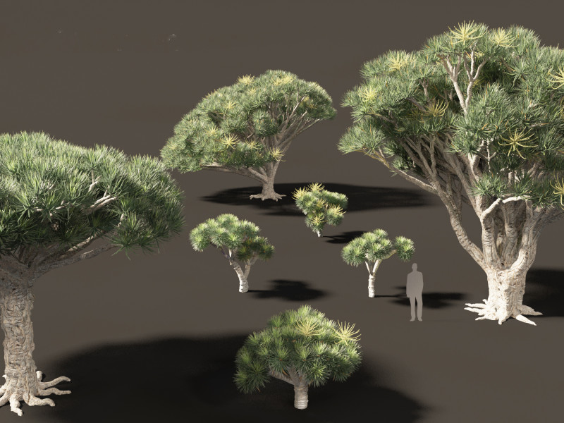 Dracaena draco - Dragon tree Model 3D .c4d .max .obj .3ds .fbx .stl .blend 