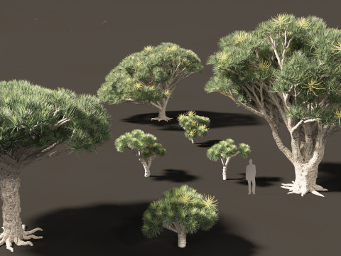 Dracaena draco - Dragon tree 3Dモデル