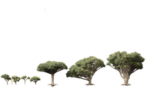 Dracaena draco - Dragon tree Model 3D