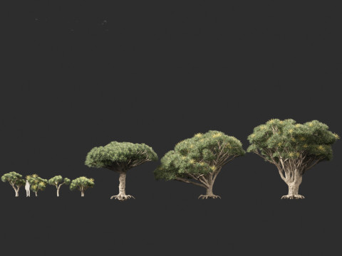 Dracaena draco - Dragon tree Model 3D