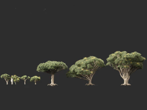 Dracaena draco - Dragon tree 3D Model