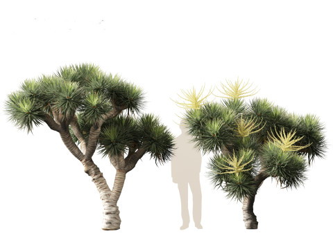 Dracaena draco - Dragon tree Model 3D