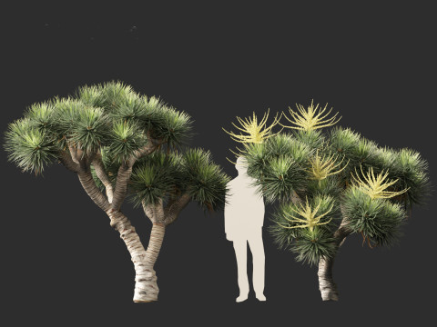 Dracaena draco - Dragon tree Model 3D