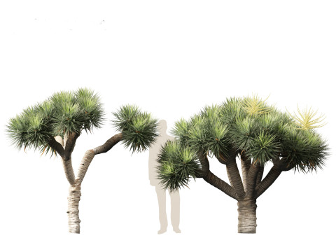 Dracaena draco - Dragon tree Model 3D