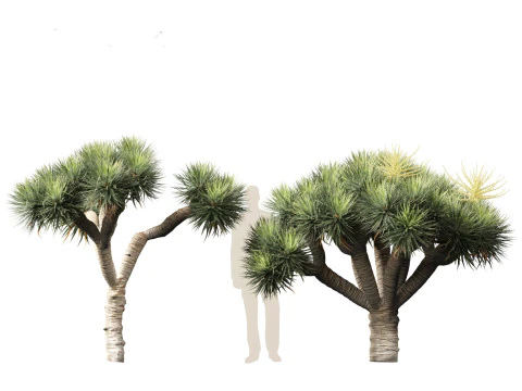 Dracaena draco - Dragon tree 3D Model