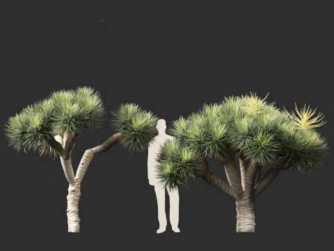 Dracaena draco - Dragon tree Model 3D