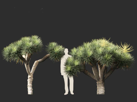 Dracaena draco - Dragon tree 3D Model