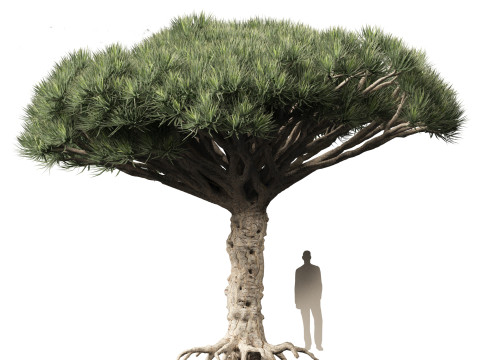Dracaena draco - Dragon tree Model 3D