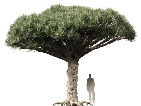 Dracaena draco - Dragon tree 3D Model