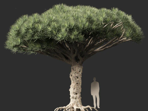 Dracaena draco - Dragon tree 3D Model