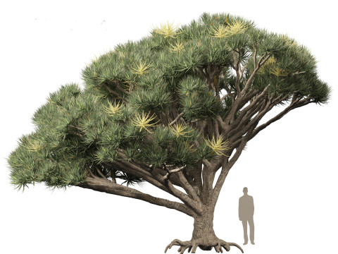 Dracaena draco - Dragon tree Model 3D