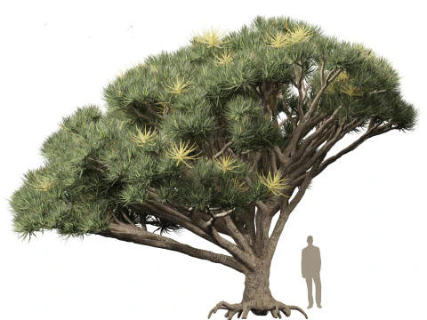 Dracaena draco - Dragon tree 3D Model