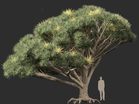Dracaena draco - Dragon tree Model 3D