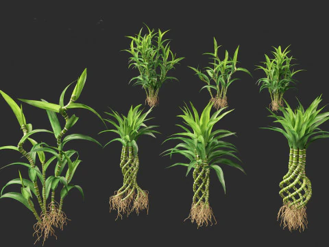 Dracaena sanderiana - Bambou porte-bonheur Modèle 3D