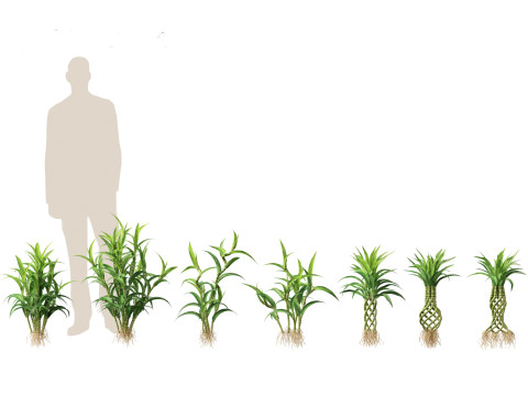 Dracaena sanderiana - Lucky Bamboo 3D 모델