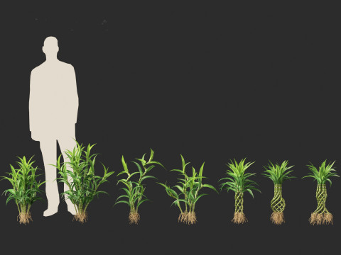Dracaena sanderiana - Lucky Bamboo 3D 모델