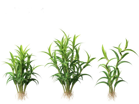 Dracaena sanderiana - Lucky Bamboo 3D 모델