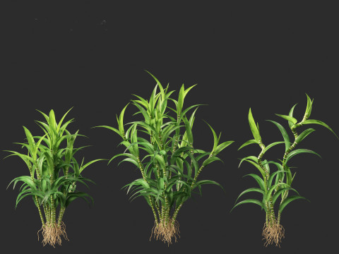 Dracaena sanderiana - Lucky Bamboo 3D 모델