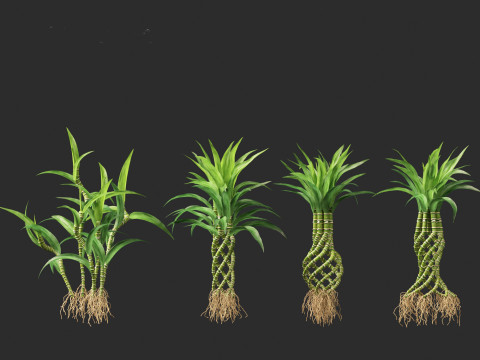 Dracaena sanderiana - Lucky Bamboo 3D 모델