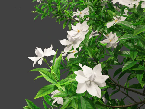 Gardenia jasminoides - Cape Jasmine 3D Model