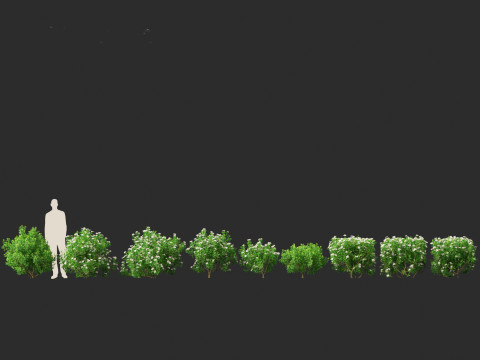 Gardenia jasminoides - Cape Jasmine Modello 3D