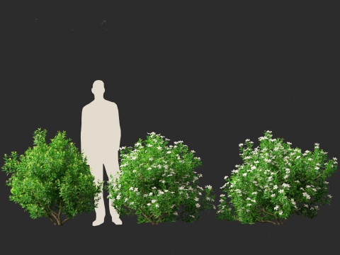 Gardenia jasminoides - Cape Jasmine Modello 3D